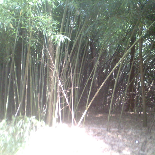 Il bosco di Bambù